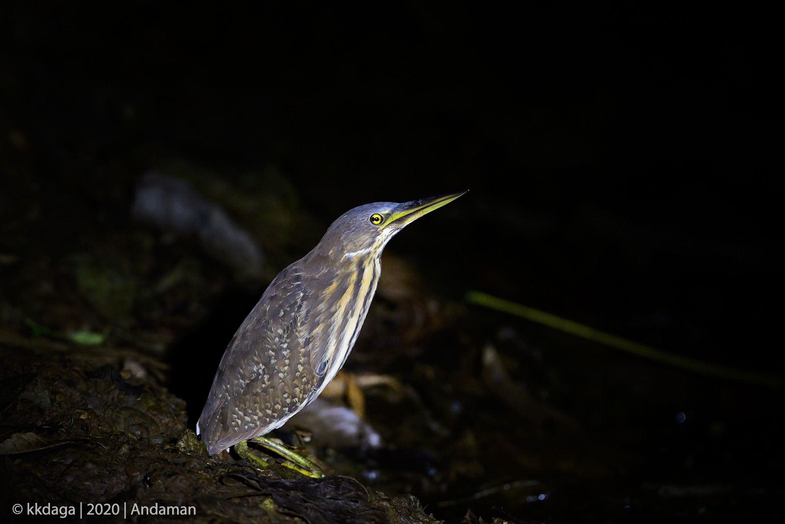 Black Bittern (Juvenile ) from Andaman