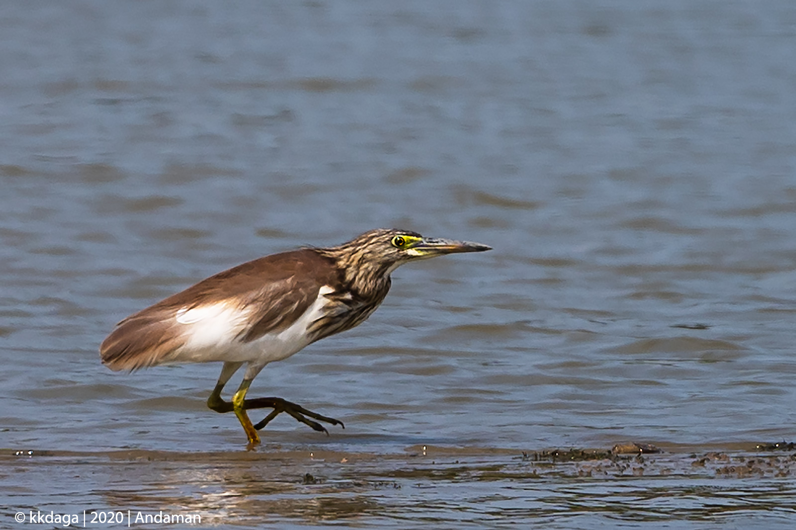 Chinese Pond Heron from Andaman