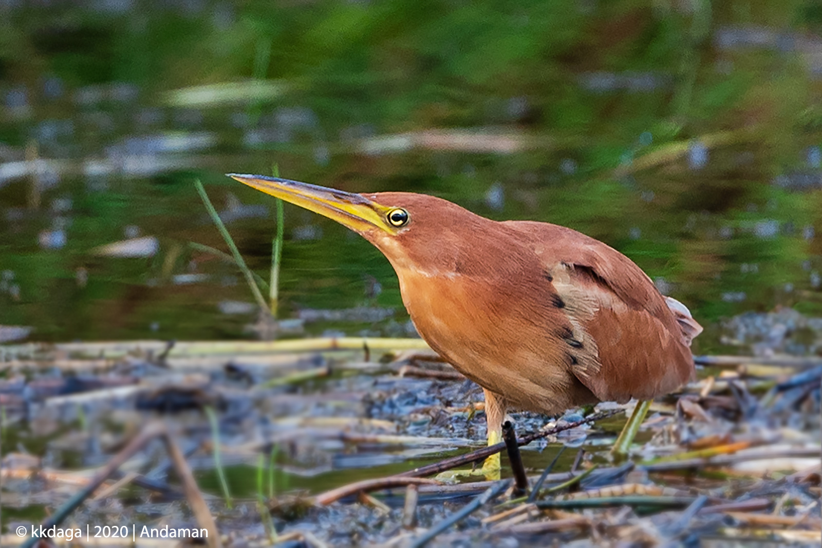 Cinnamon Bittern from Andaman