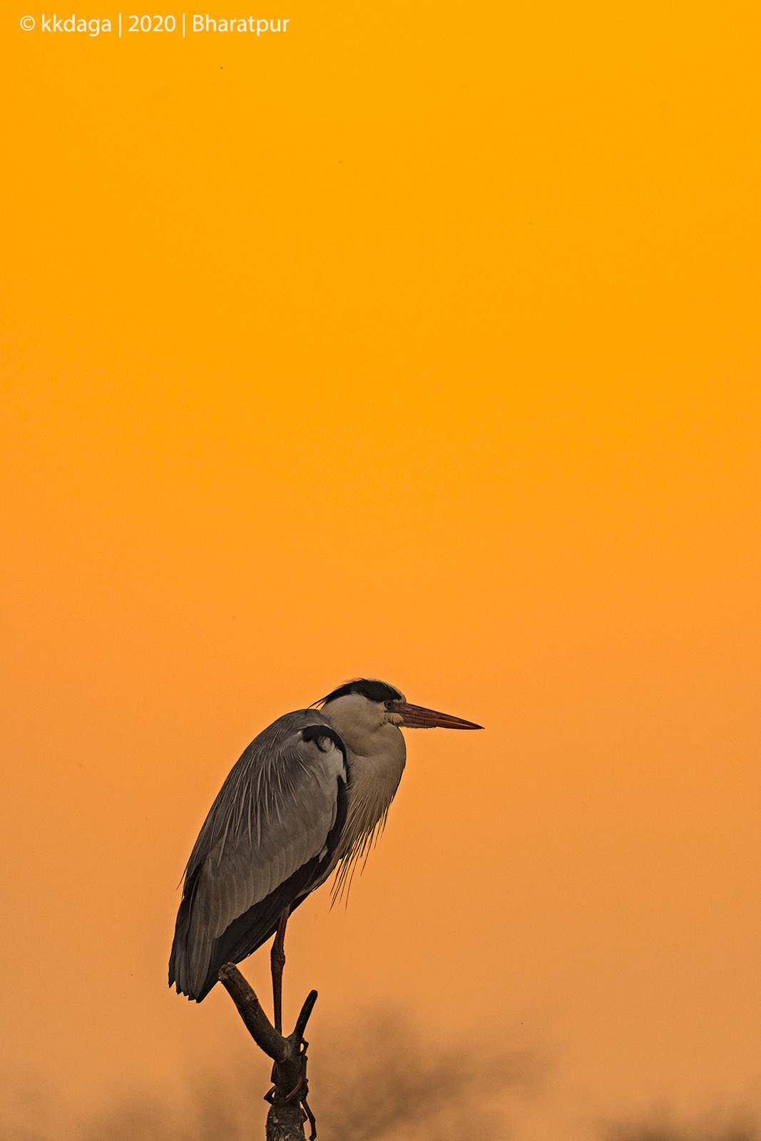 Grey Heron during Sunset, Bharatpur