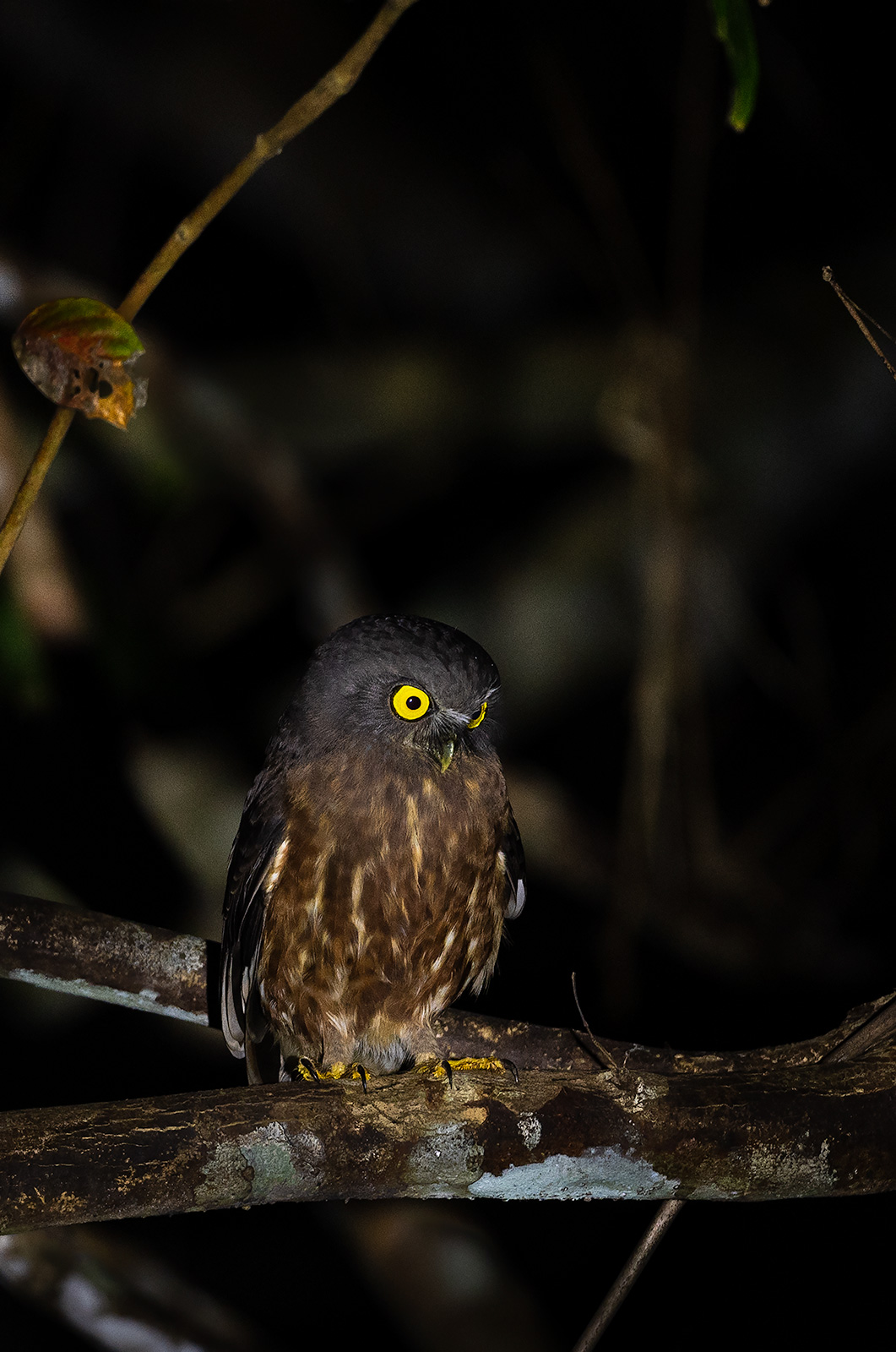 Hume's Hawk Owl from Andaman