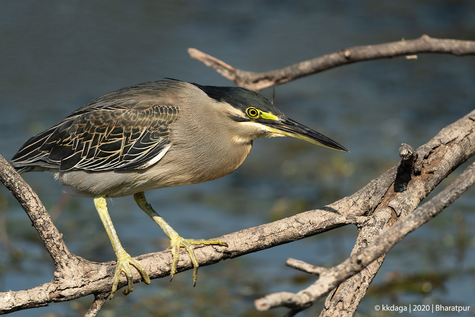 Striated Heron, Bharatpur