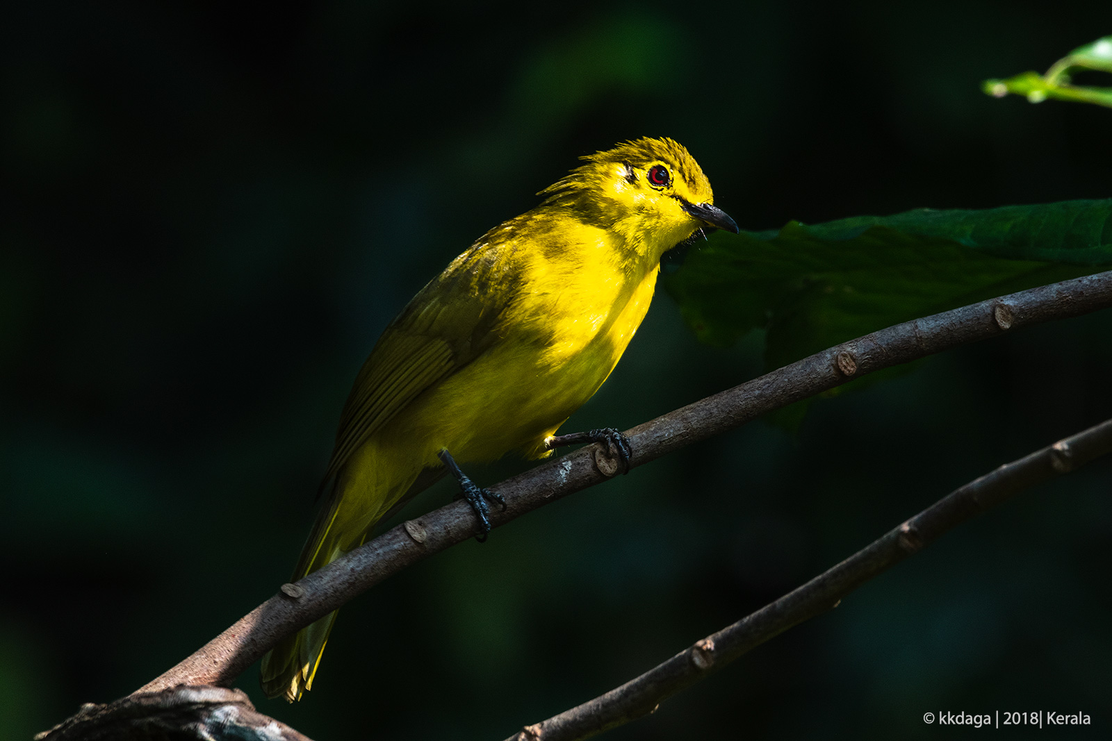 Yellow Browed Bulbul, Kerala