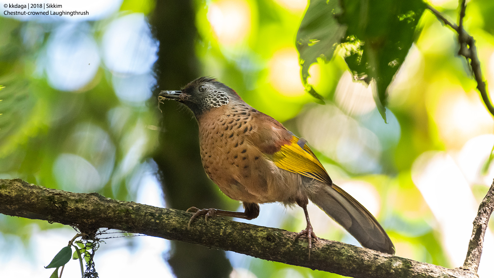 Chestnut Crowned Laughingthrush from Sikkim