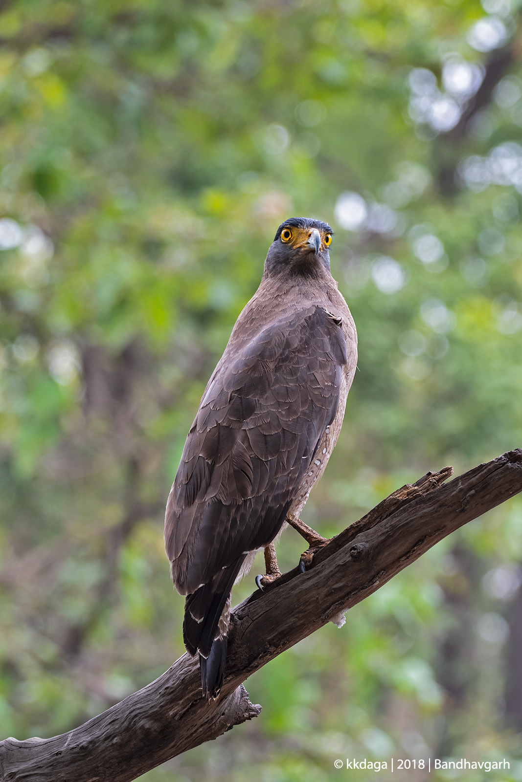 Crested Serpant Eagle from Bandhavgarh