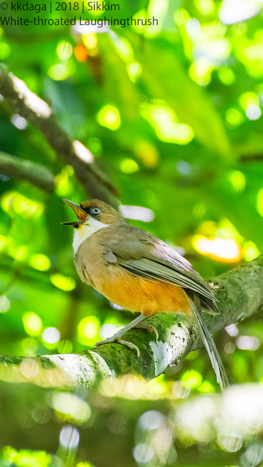 White Throated Laughingthrush from Sikkim