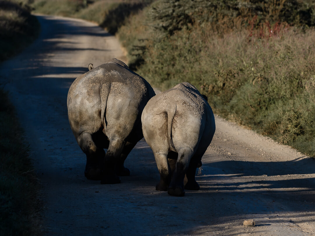 Rhinoceros at Lake Nakuru National Park