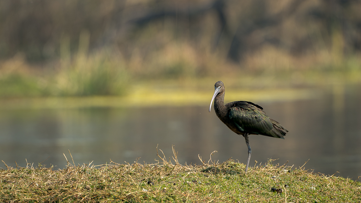 Glossy Ibis