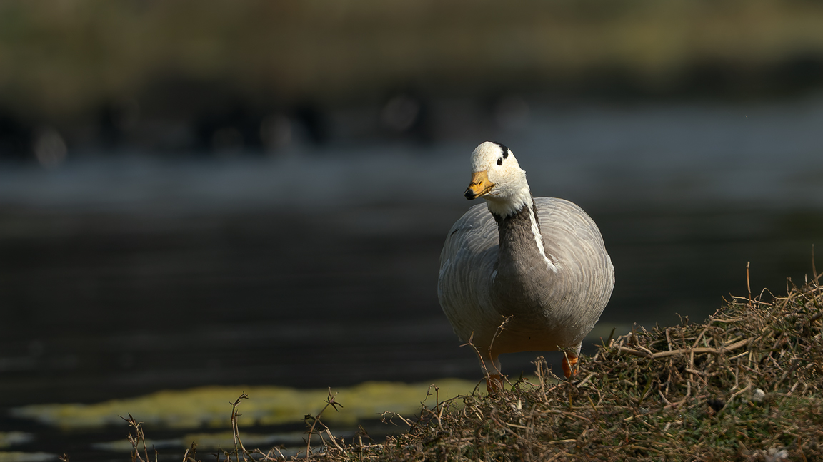 Bar-Headed Goose