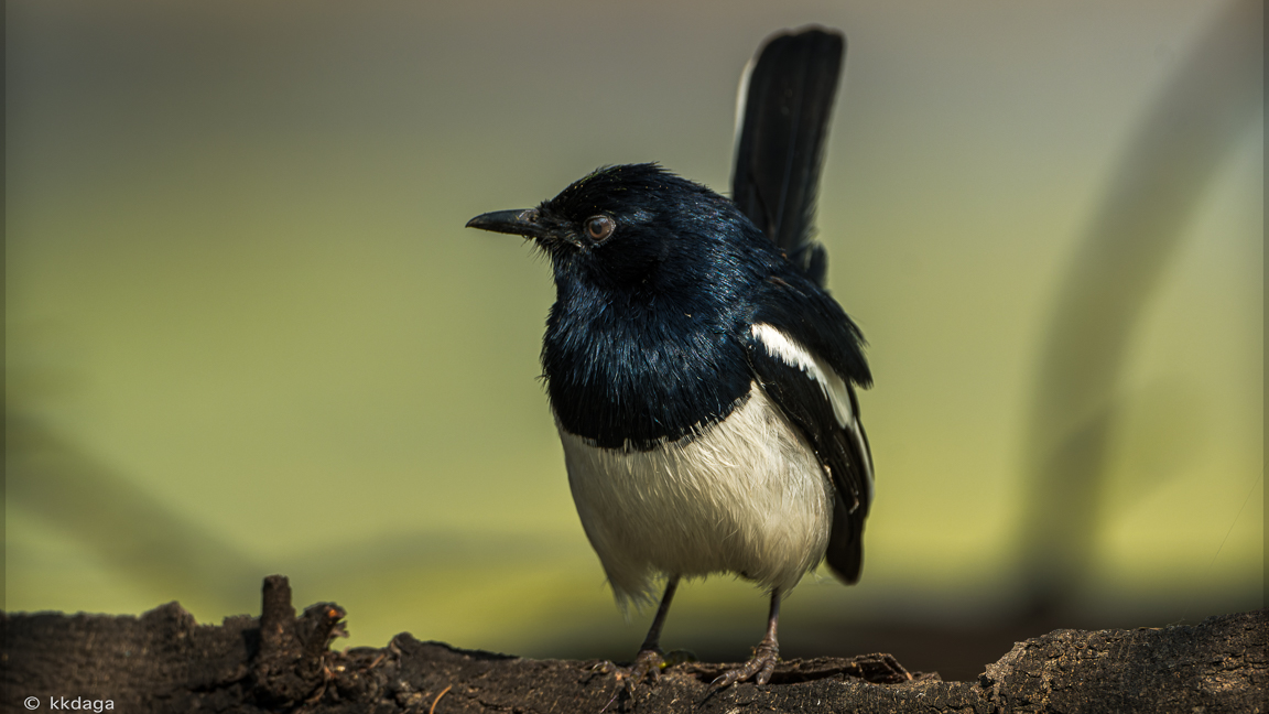 Oriental Magpie Robin