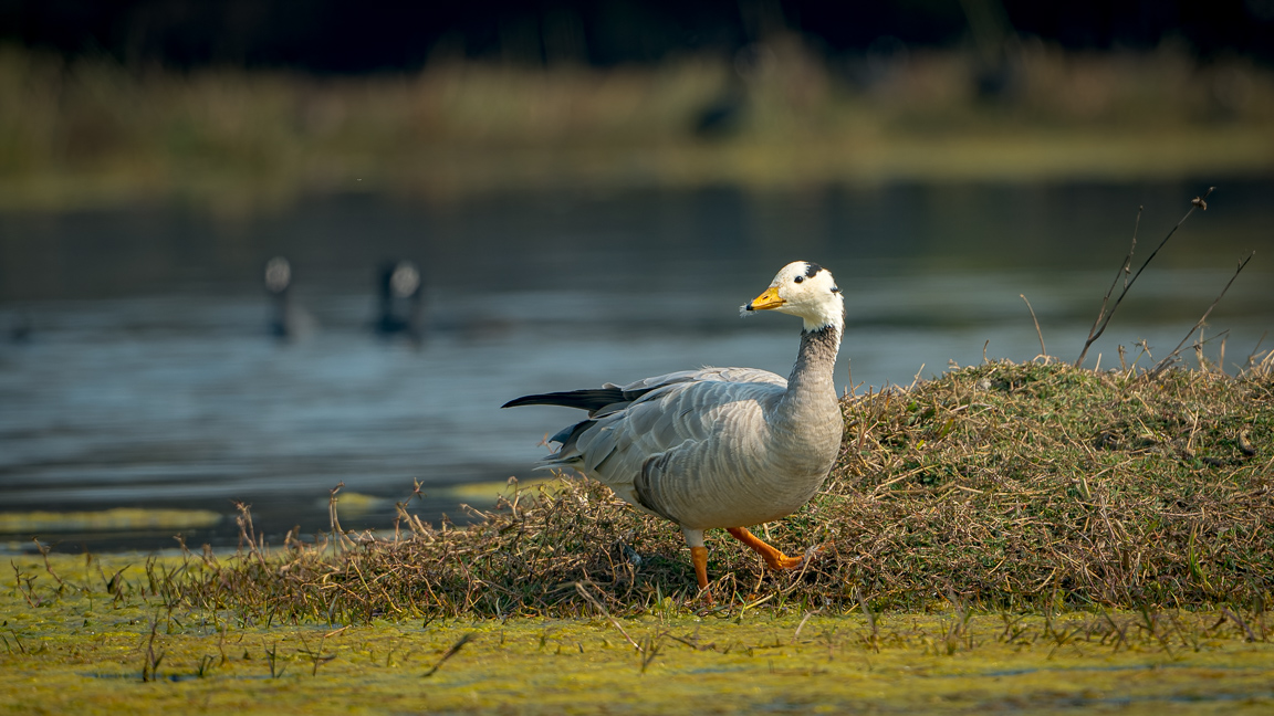 Bar-Headed Goose