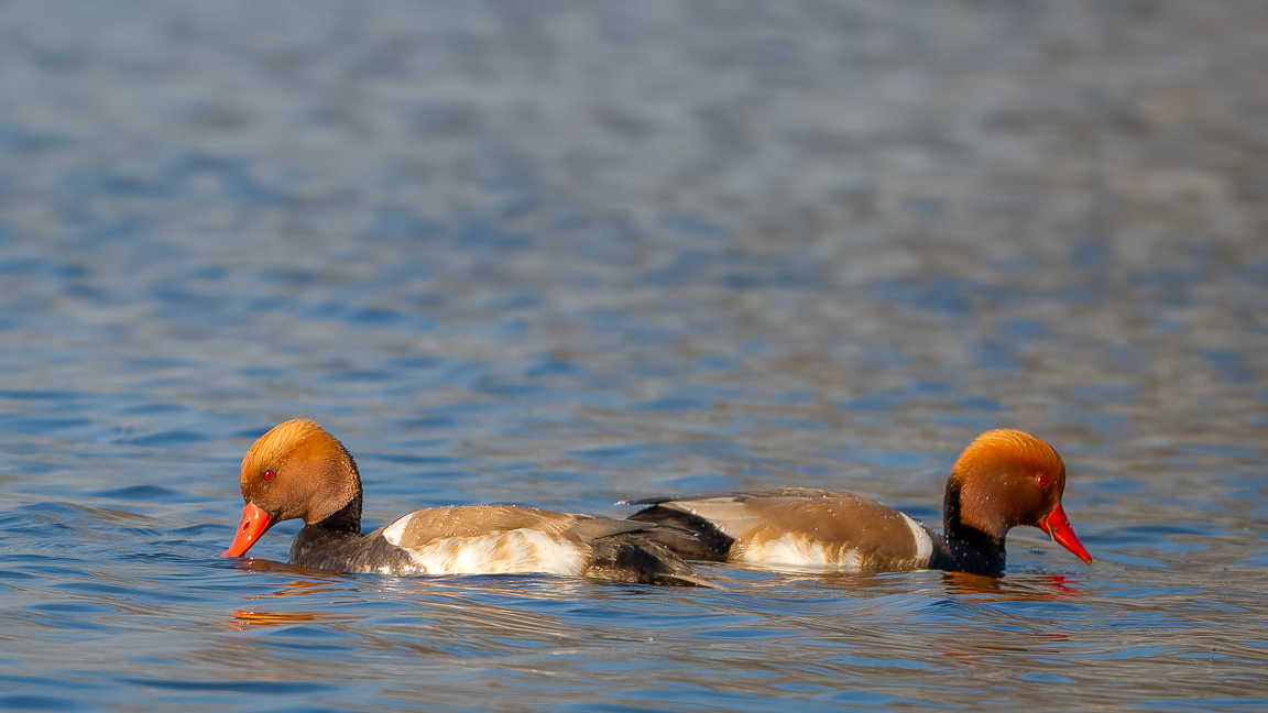 Red Crested Porchard