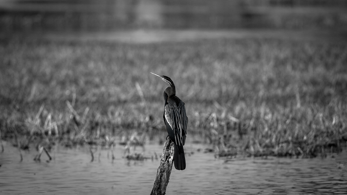 Great Cormorant