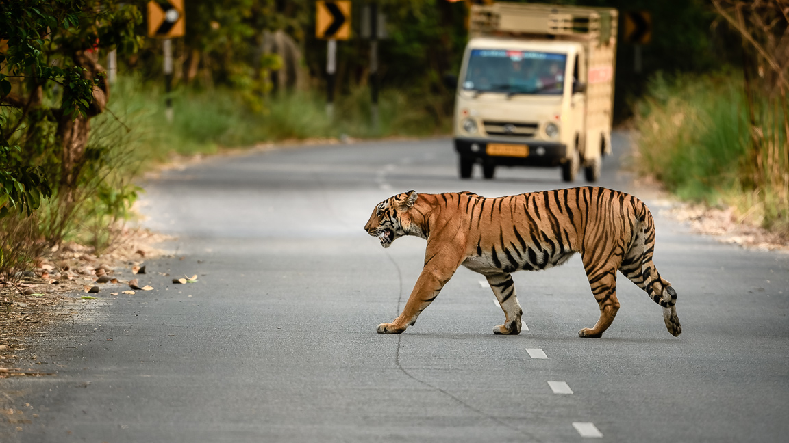 Tiger, Highway