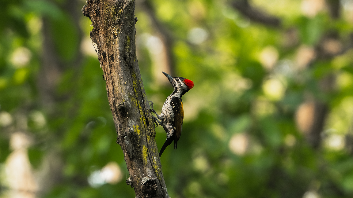 Golden Backed Woodpecker