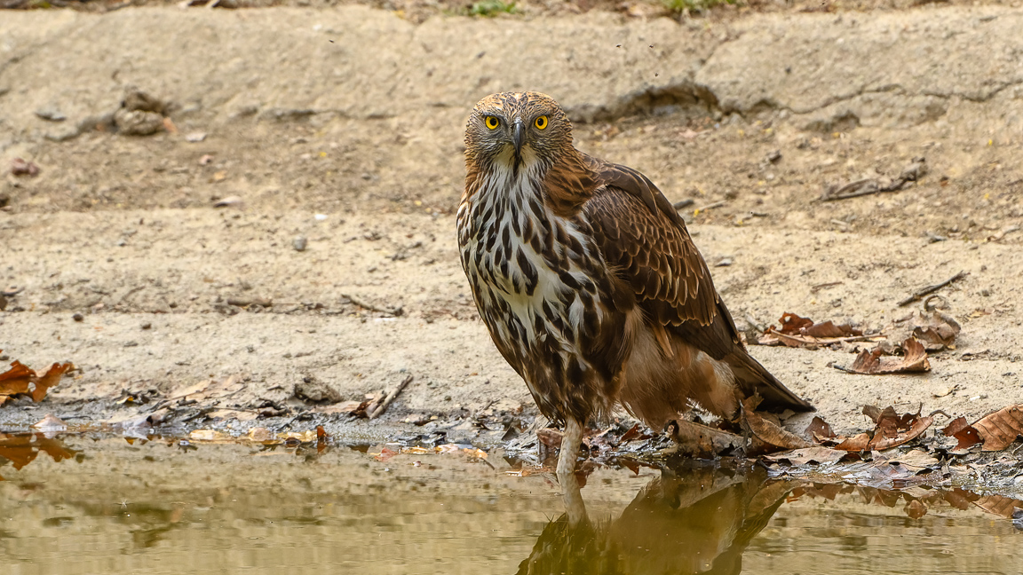 Changeable Hawk Eagle