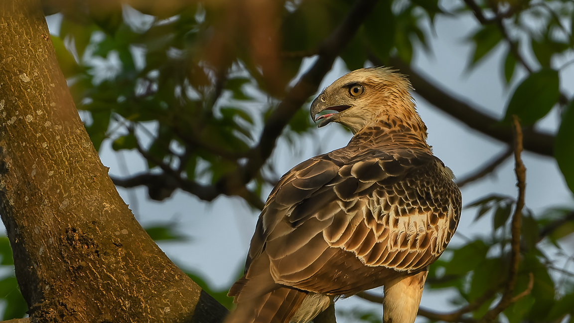 Changeable Hawk Eagle