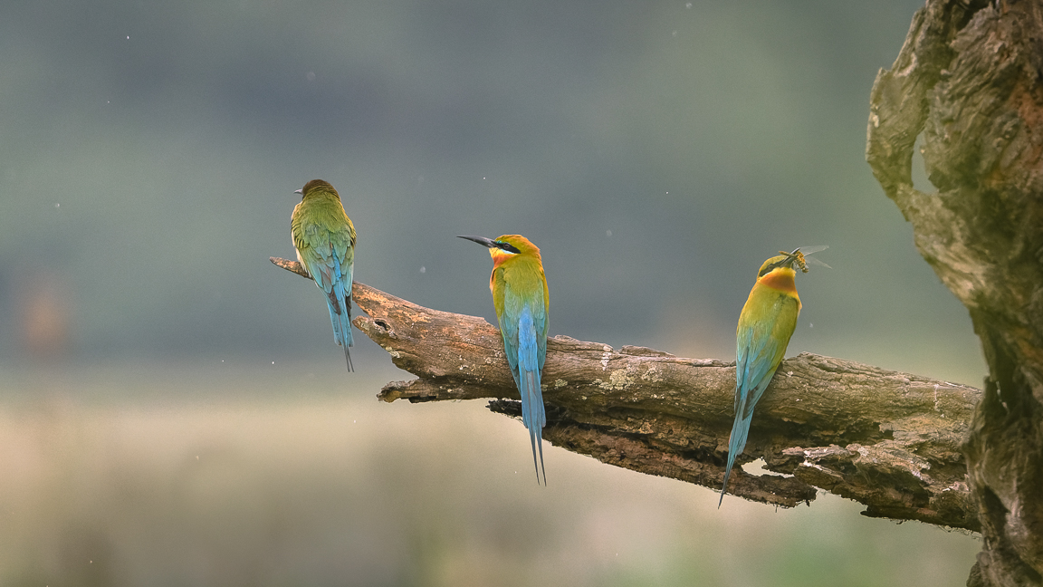 Blue-tailed Bee-eater