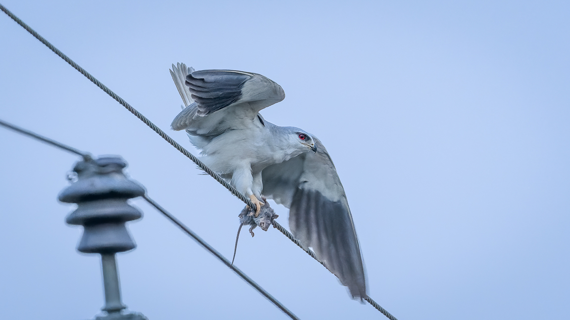 Black-winged Kite