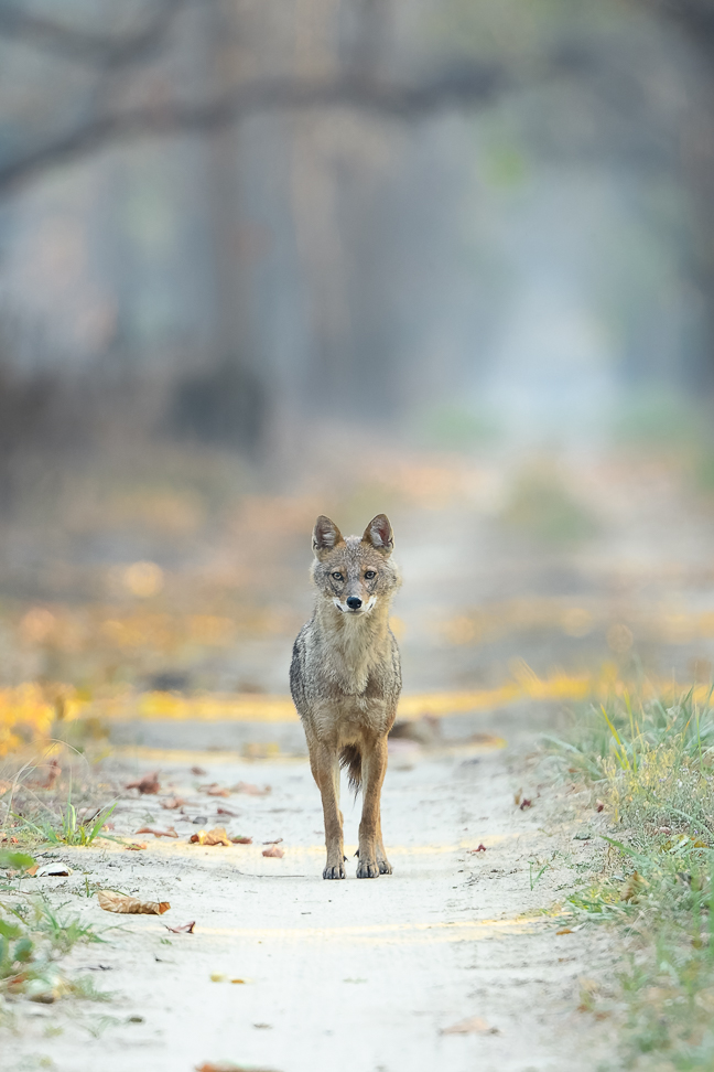 Golden Jackal