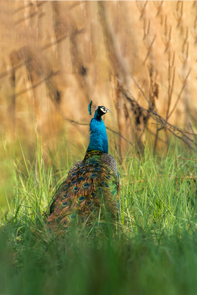 Indian Peafowl