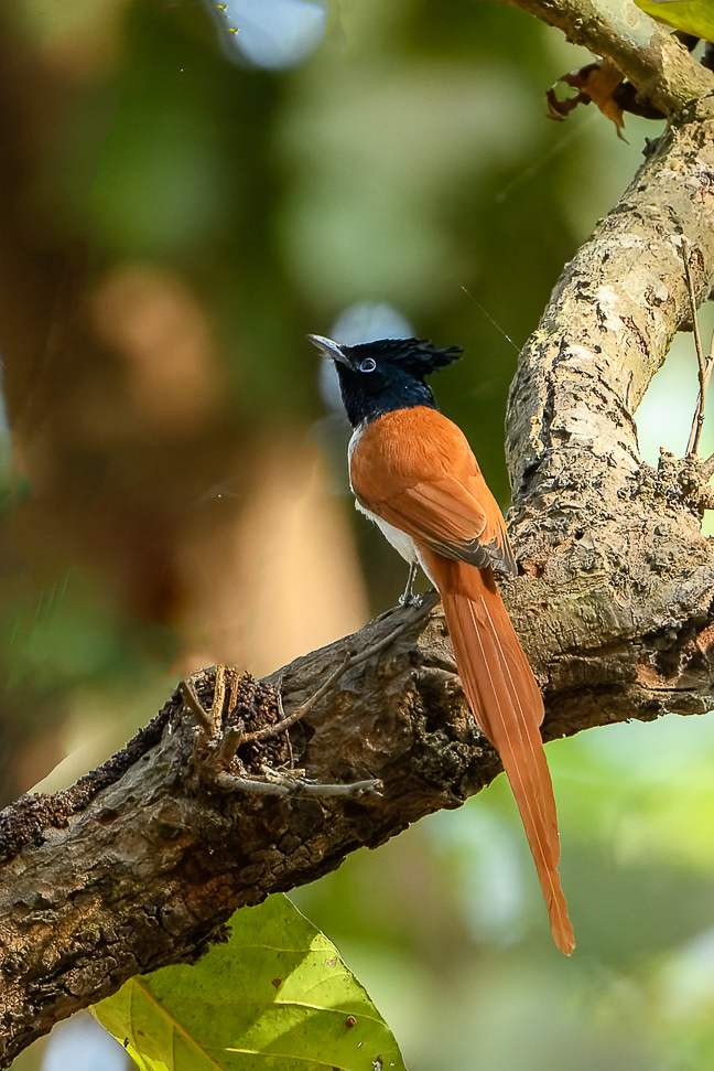 Paradise Flycatcher (Female)