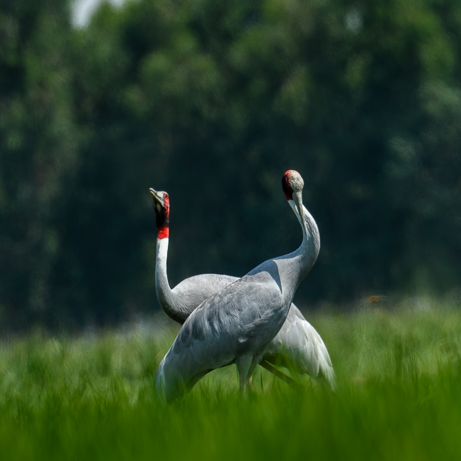 Saurus Crane Pair