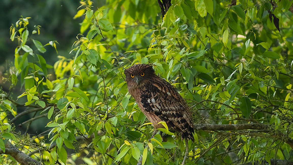 Brown Fish Owl