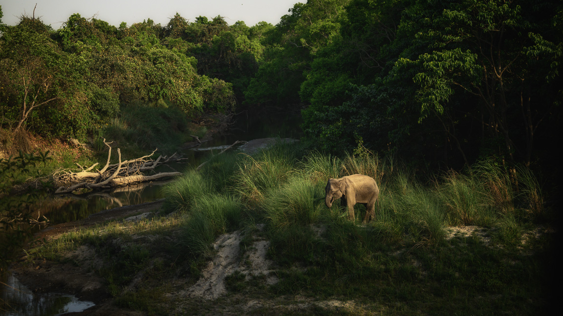 Elephant in habitat