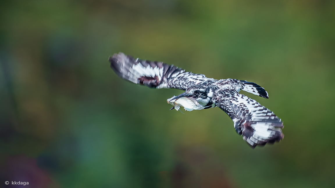 Pied Kingfisher, Fish, Kill, Masaimara