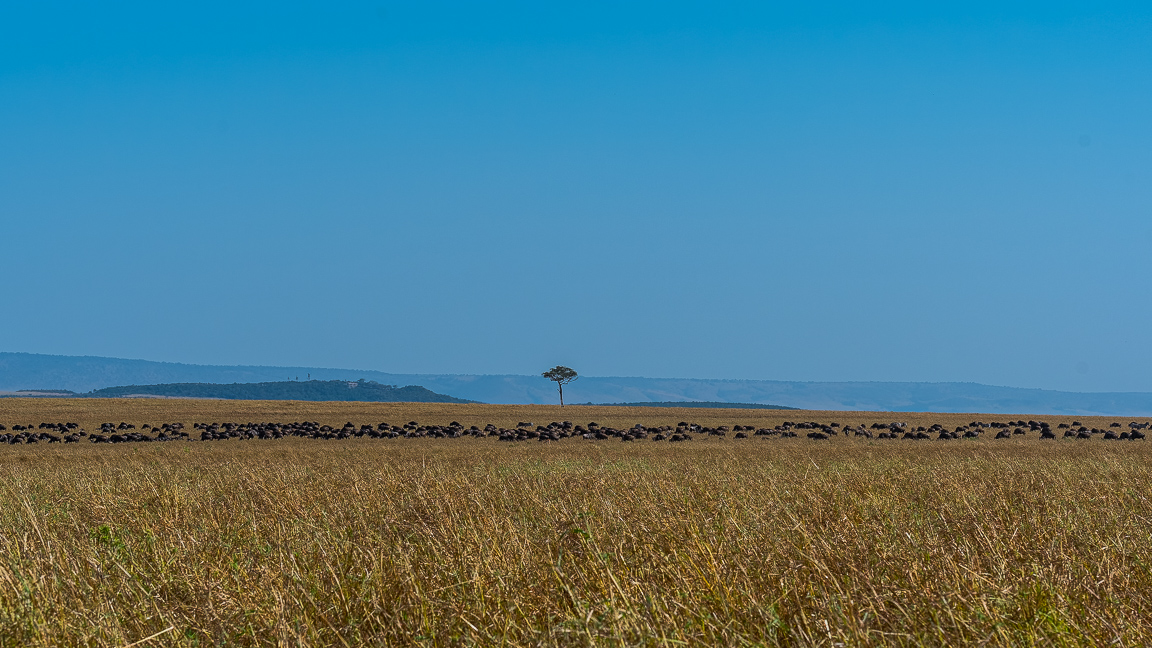 Quiet Masaimara