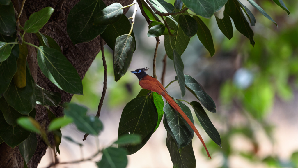 Paradise Fly-Catcher