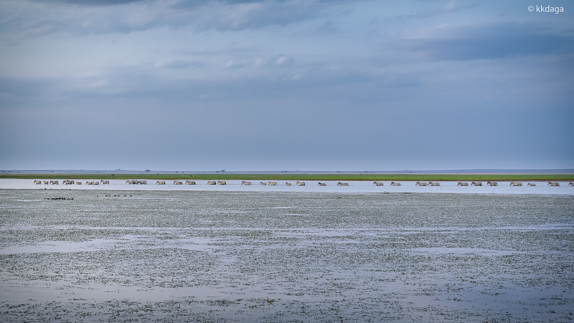 MasaiMara, Zebra, Maraplains, Marascape, Queue, Animals, Quiet Mornings