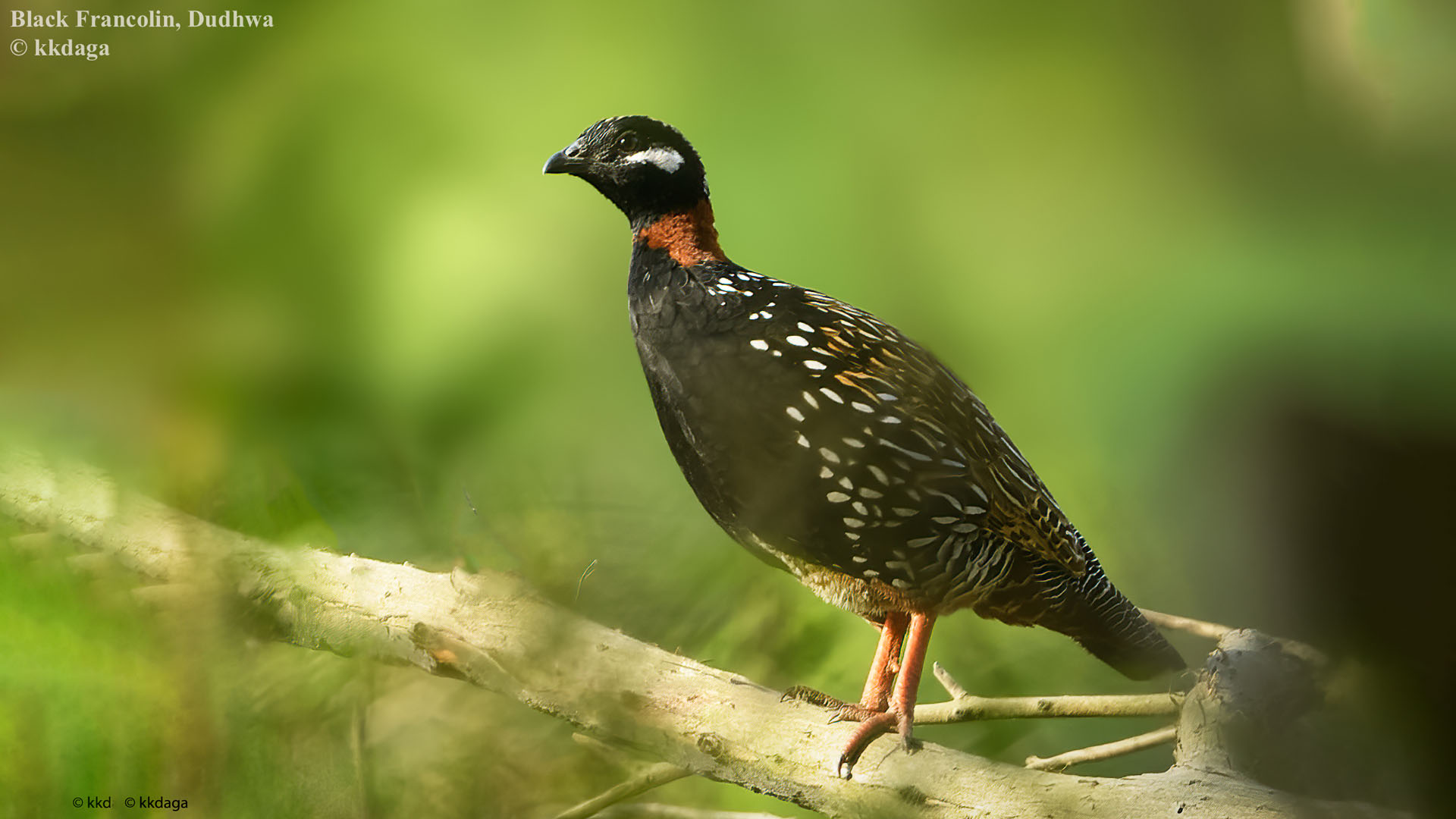 Black Francolin