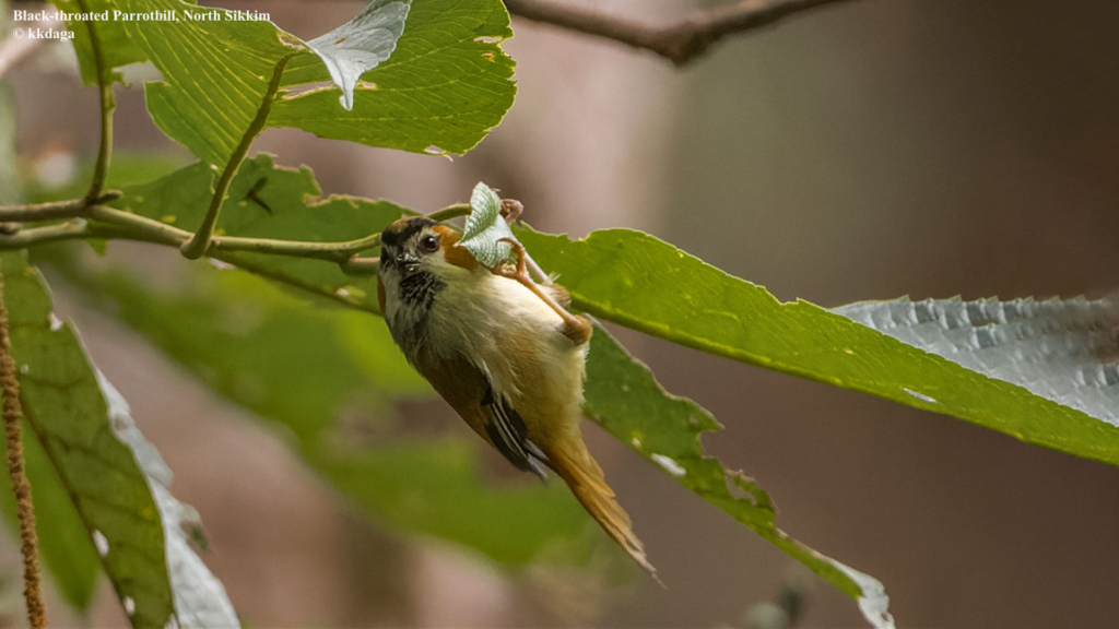 Black-Throated Parrotbill