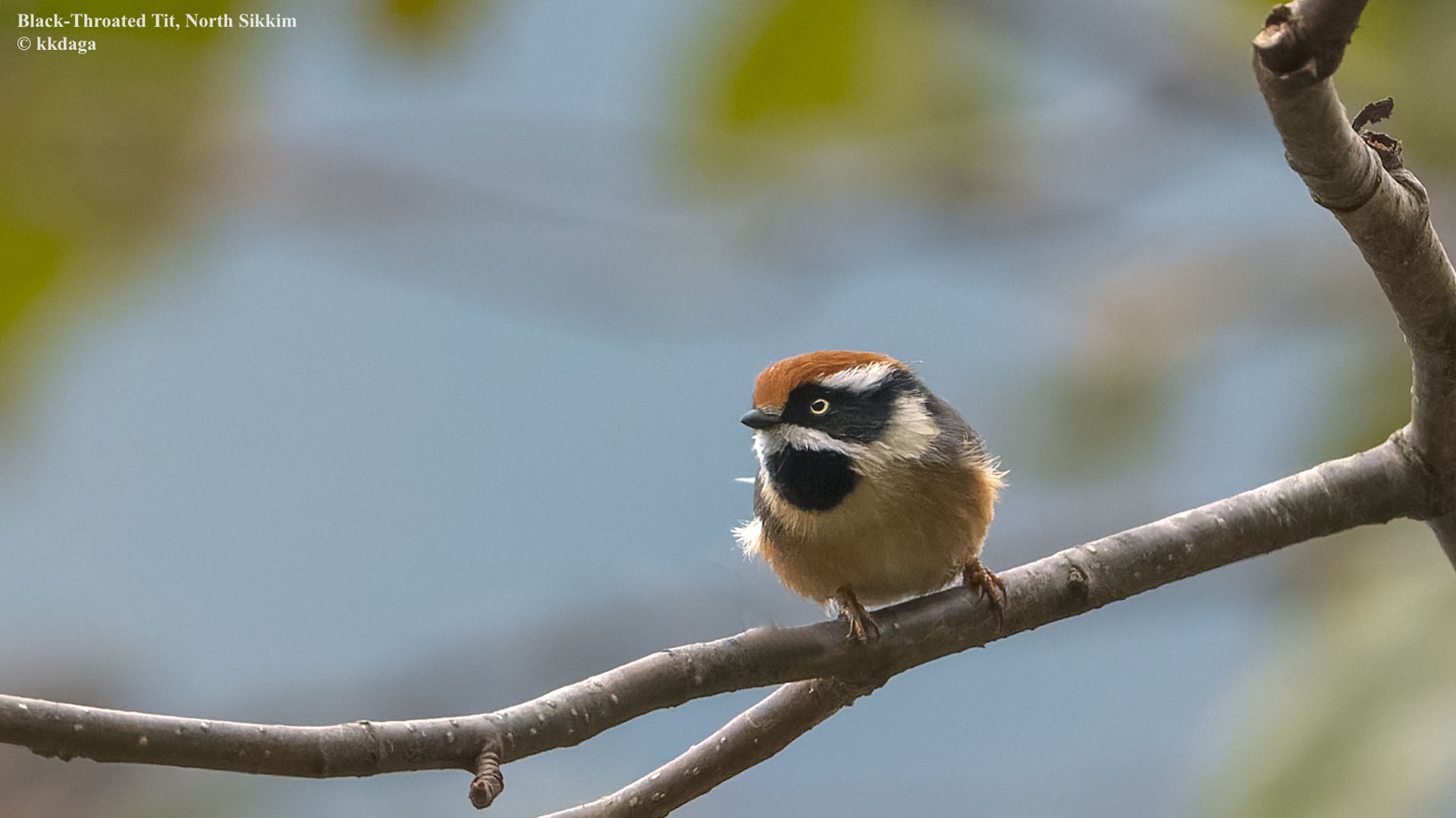 Black-Throated Tit