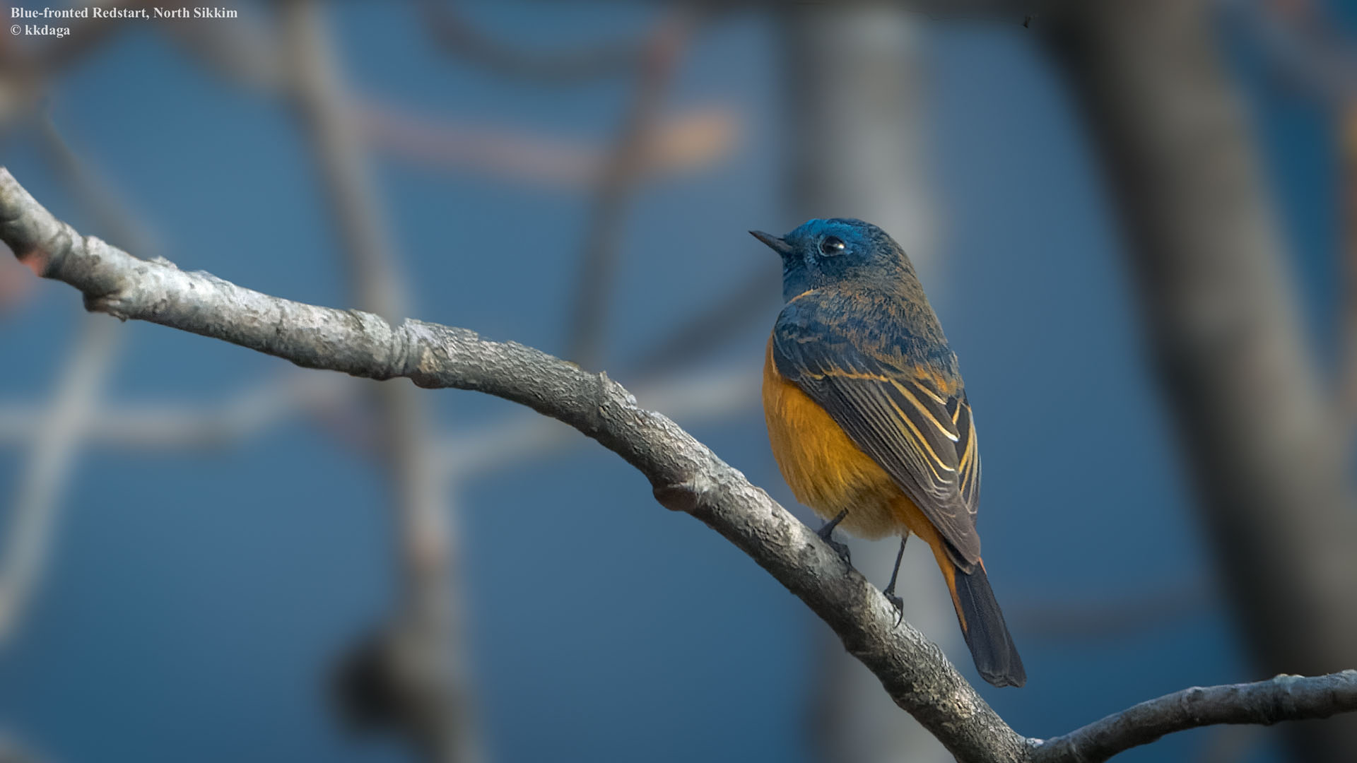 Blue-Fronted Redstart