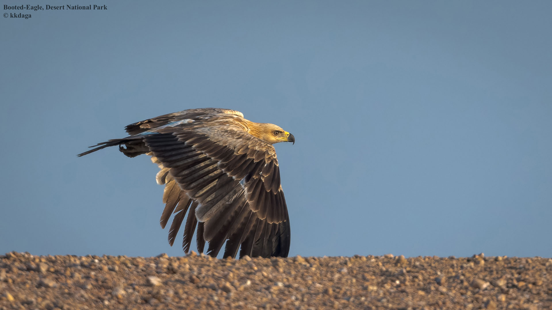 Booted Eagle