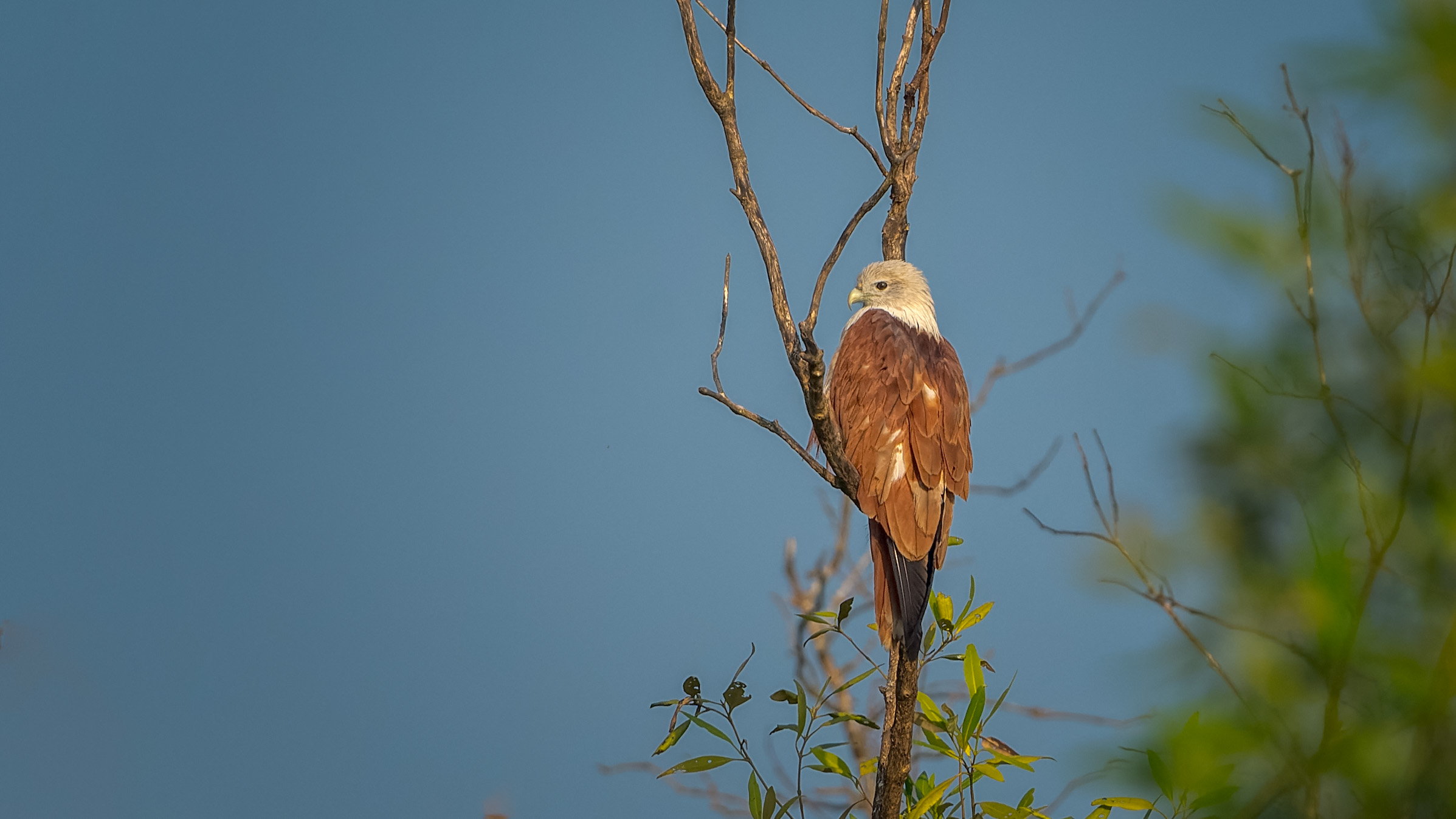 Brahminy Kite