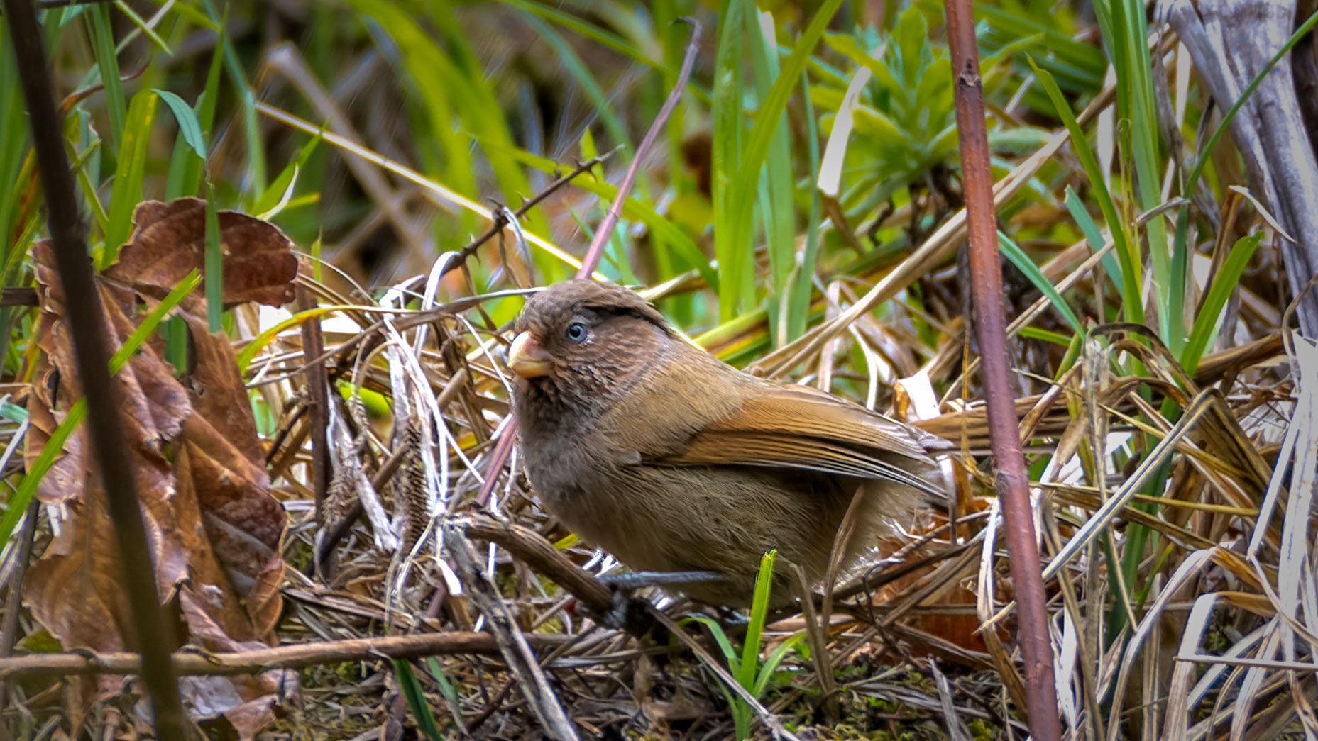 Brown Parottbill