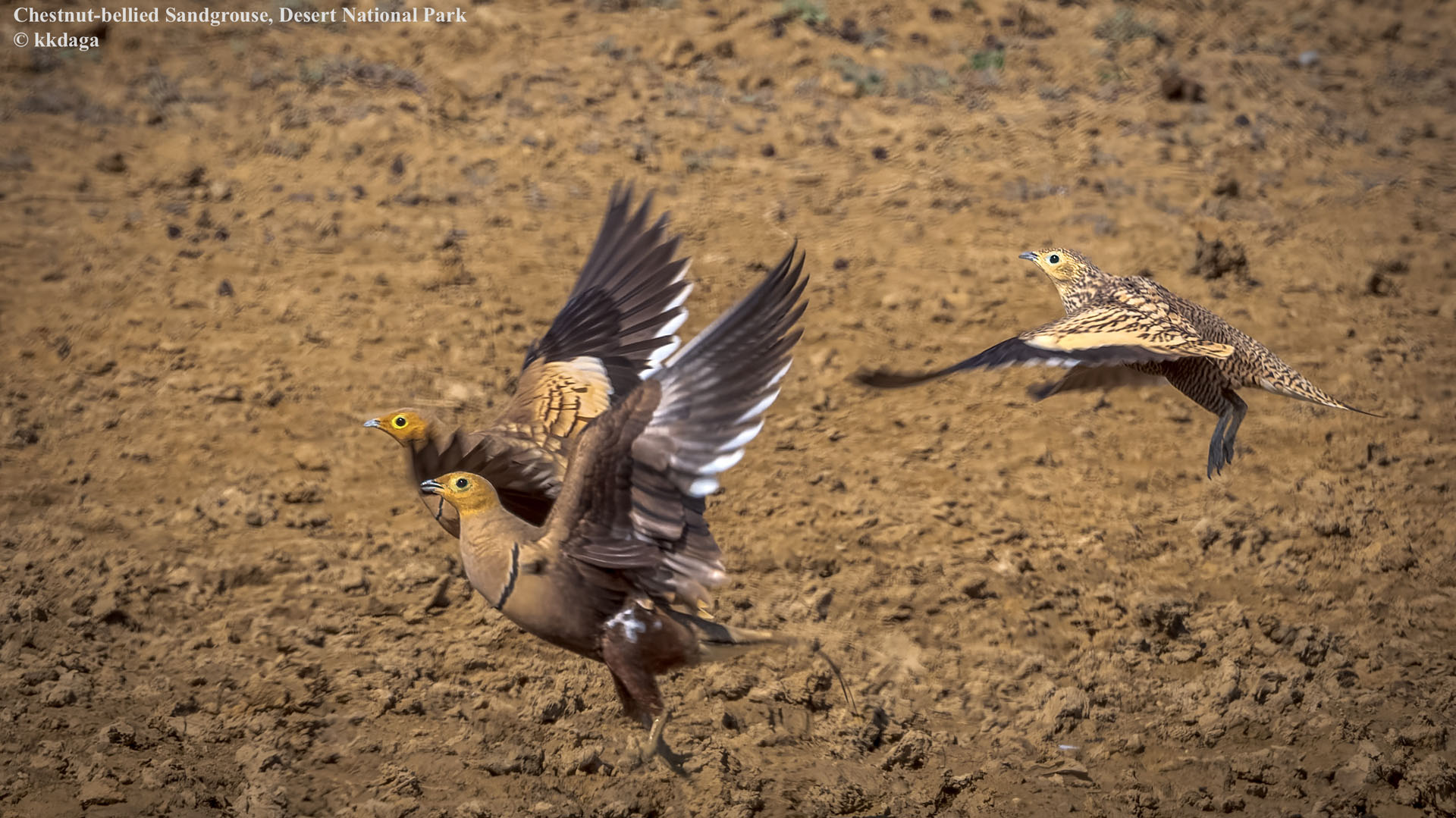 Chestnut-Bellied Sandgrouse