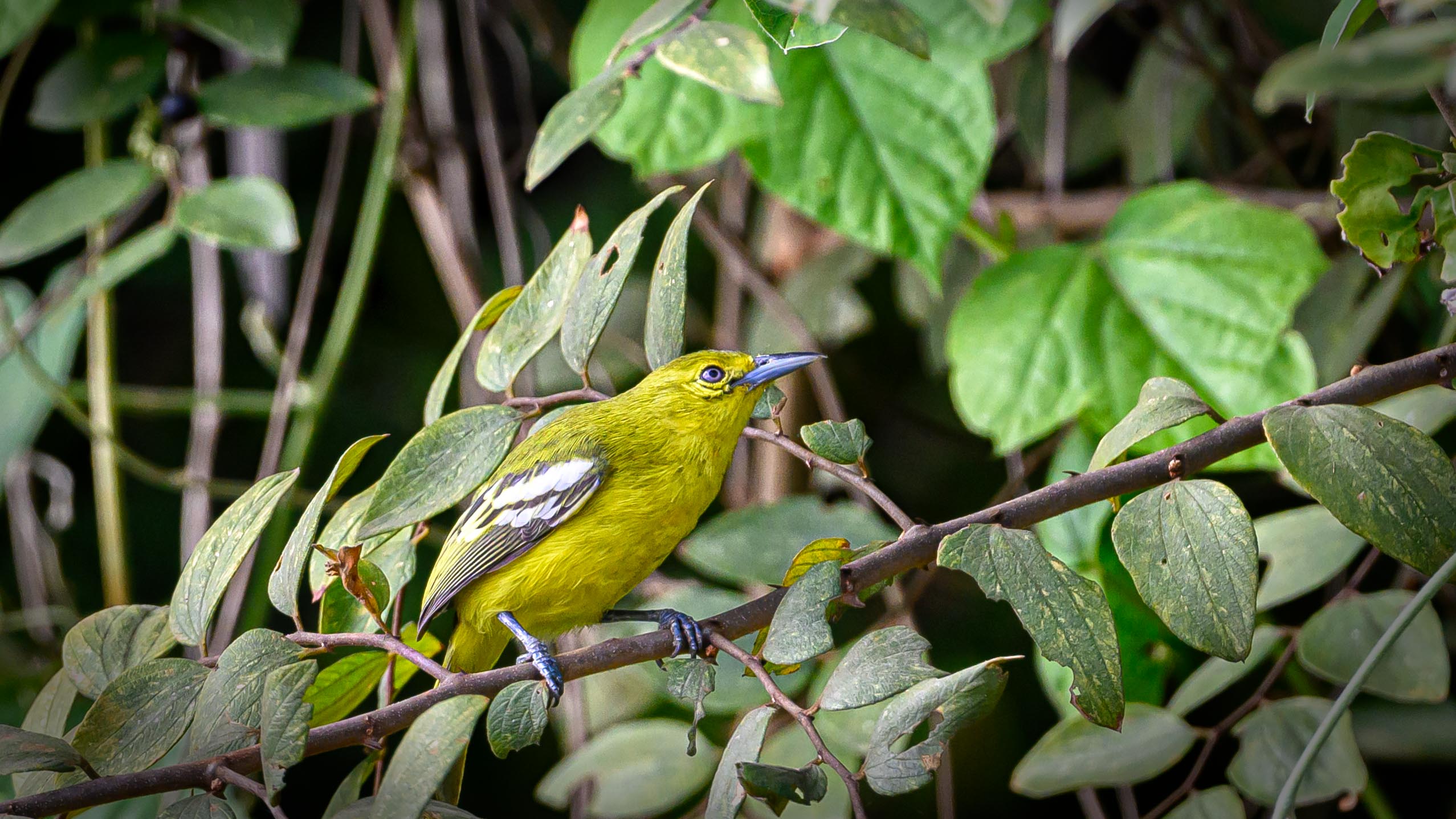 Common Iora