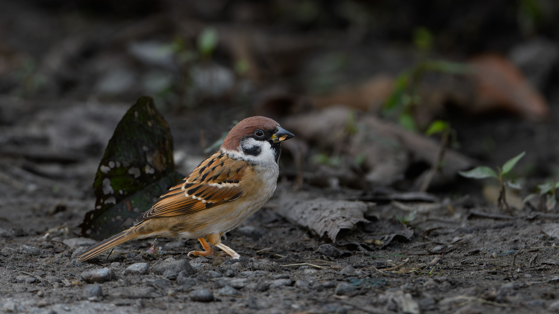 Eurasian Tree Sparrow