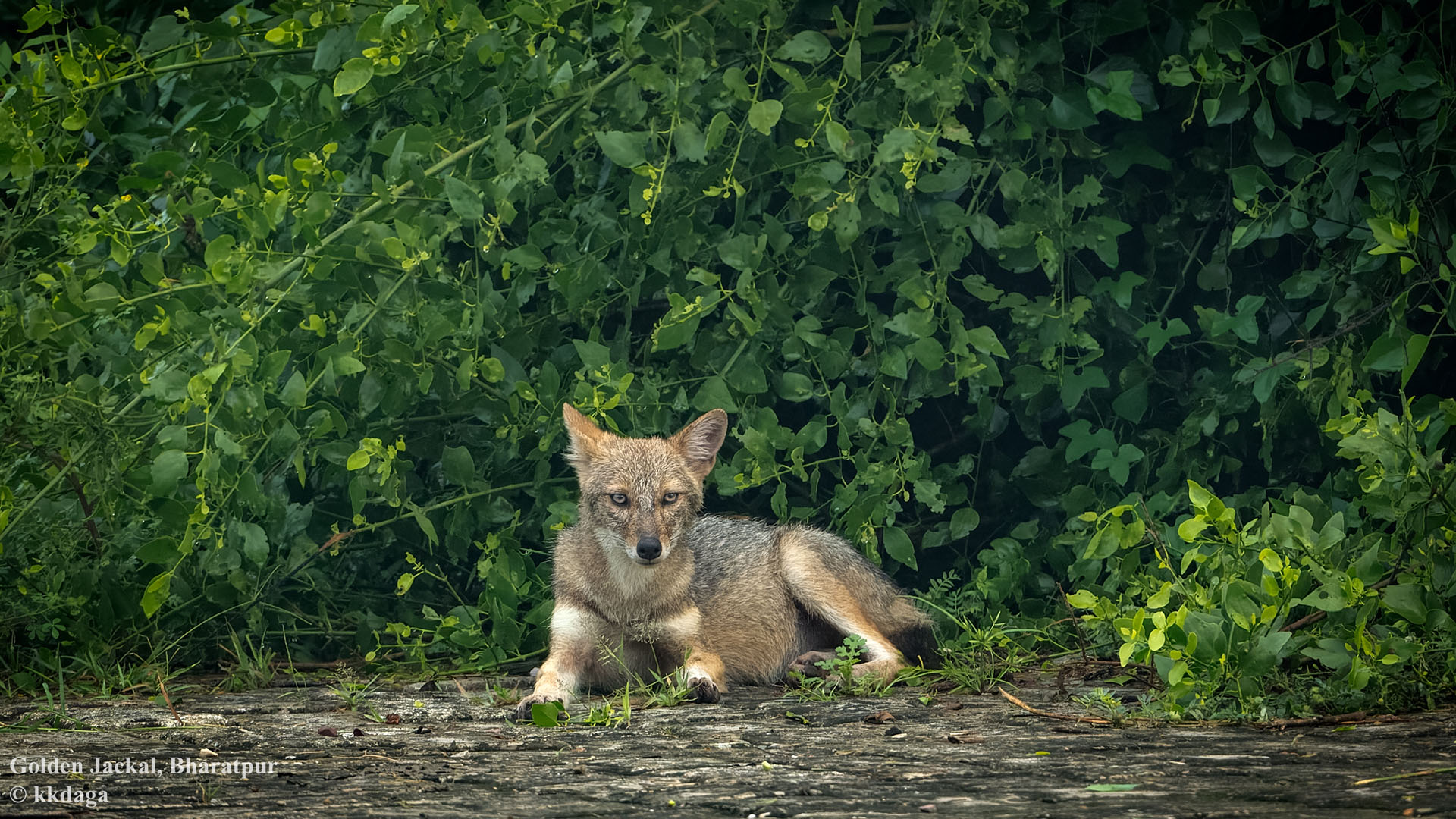 Golden Jackal