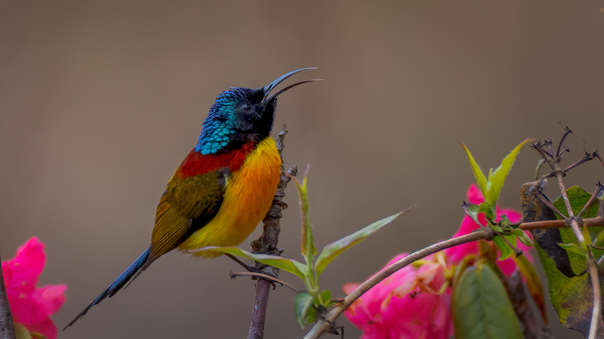 Green-tailed Sunbird