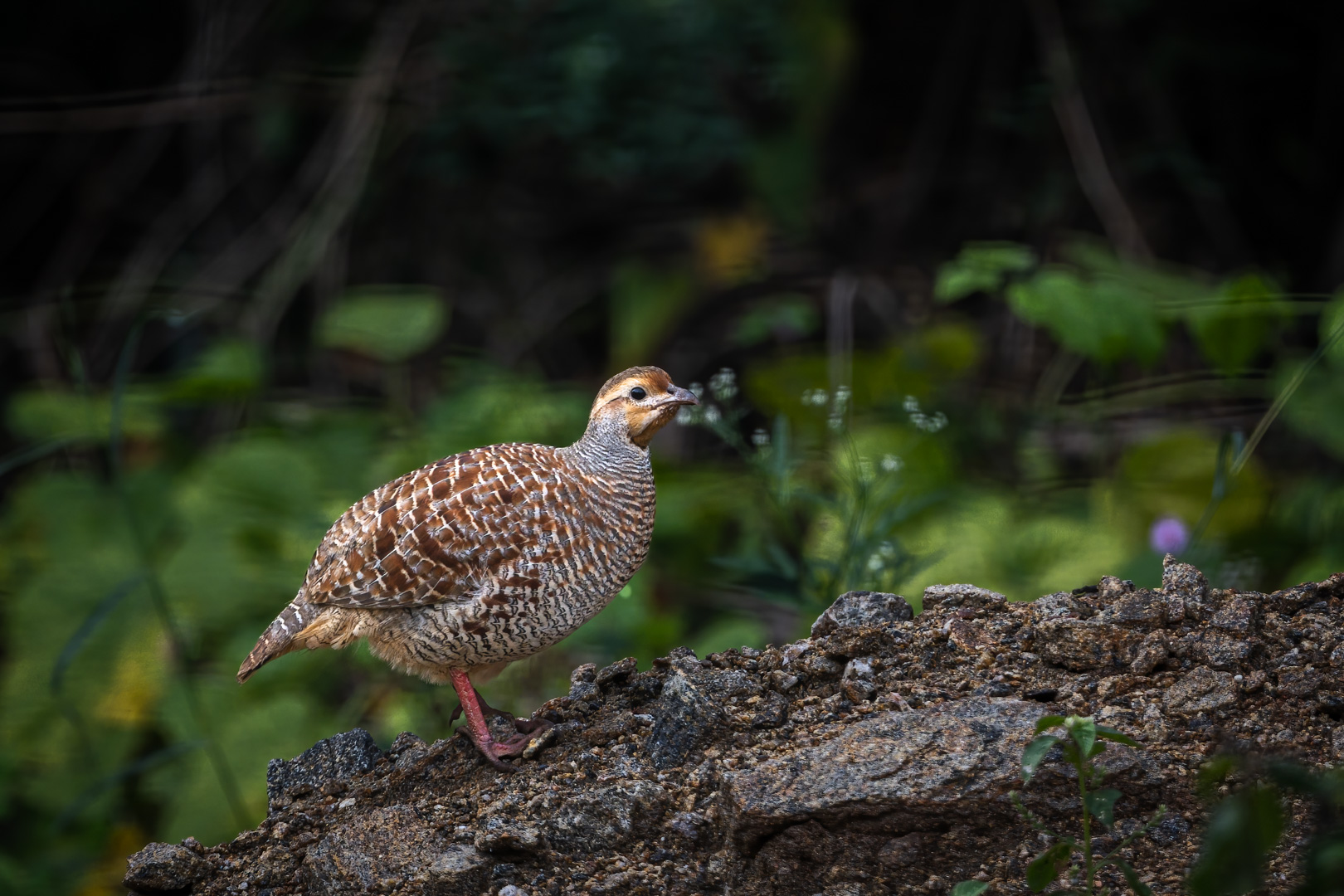 Grey Francolin