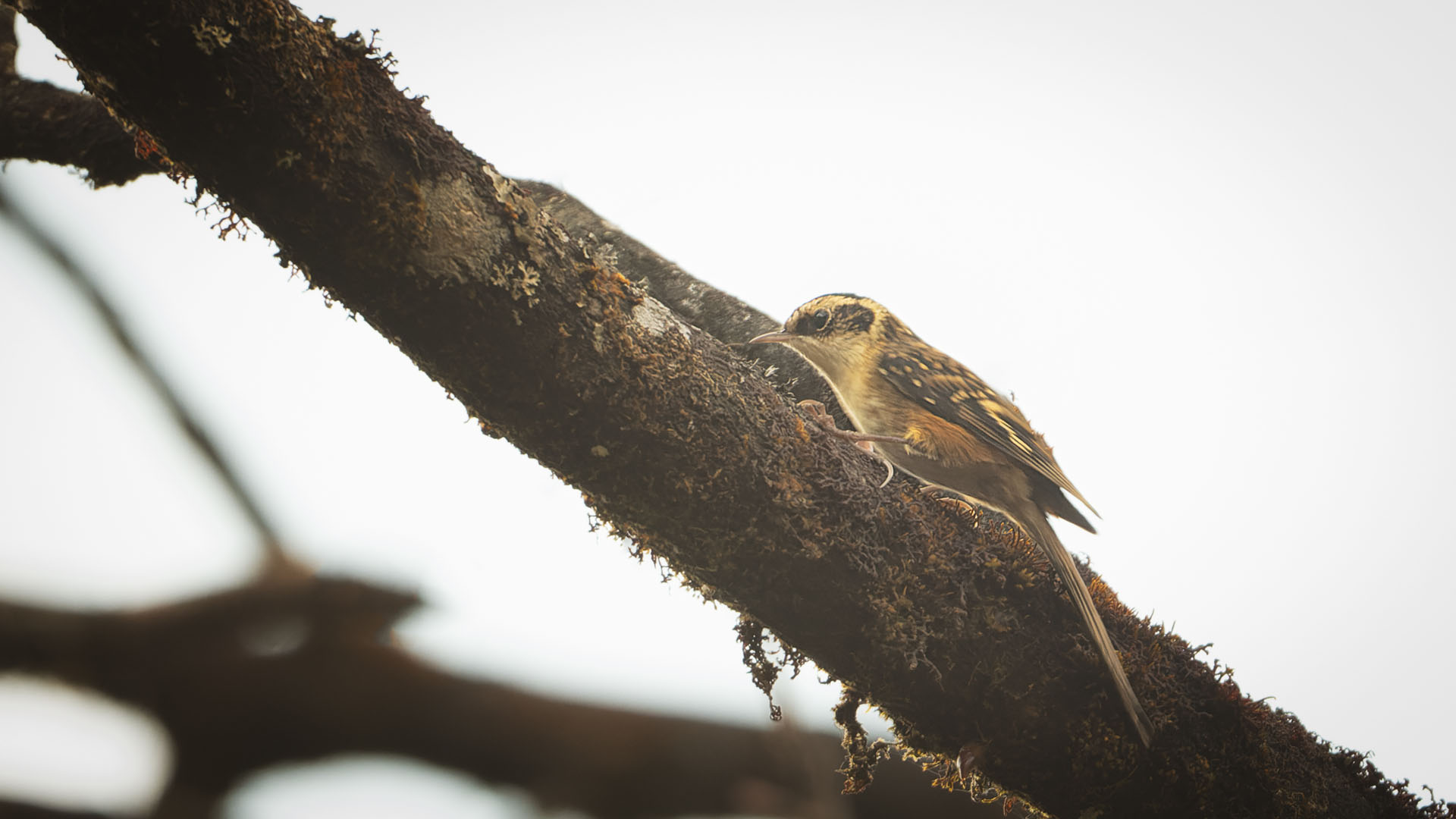 Hodgson's Treecreeper