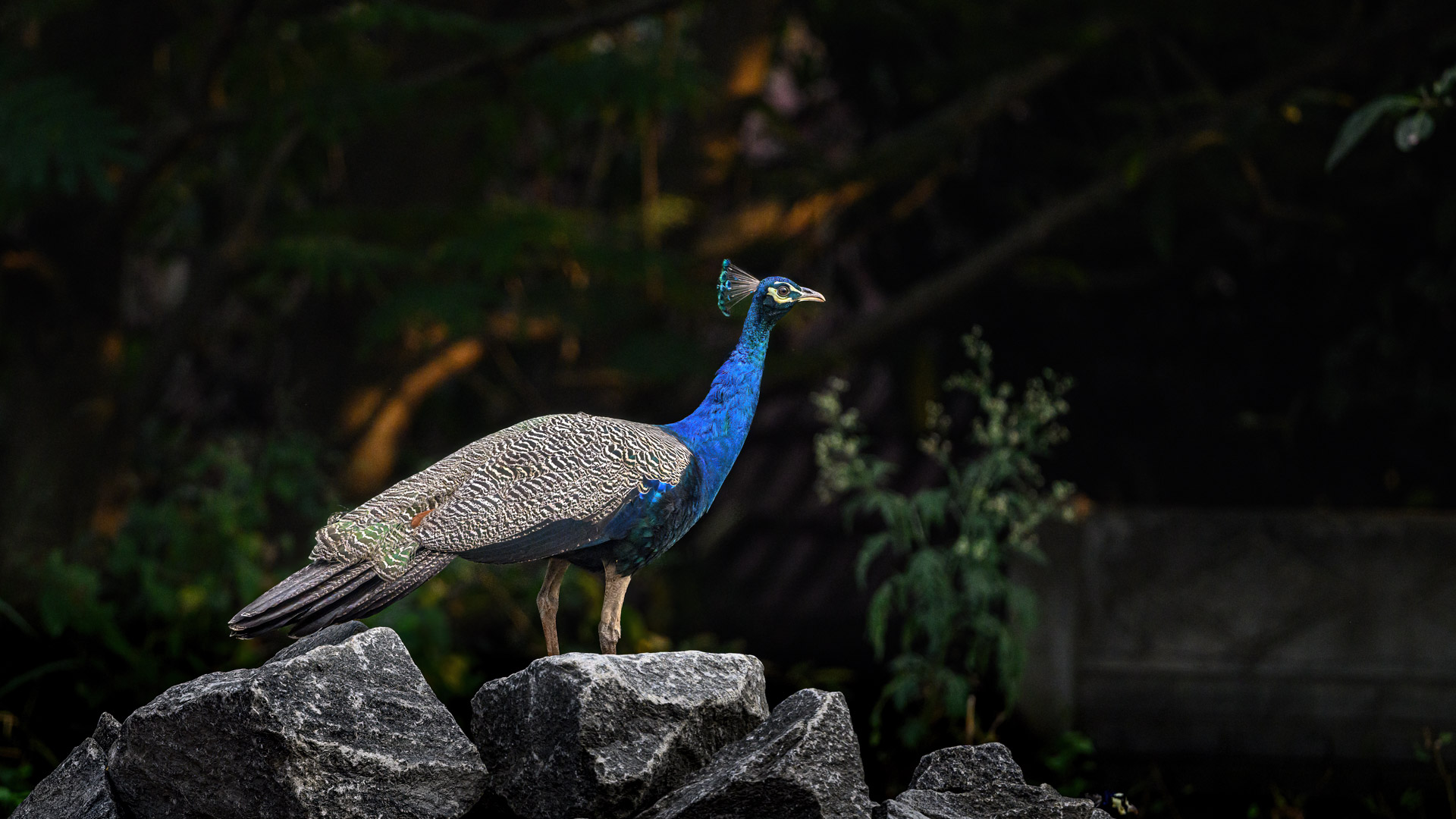 Indian Peafowl