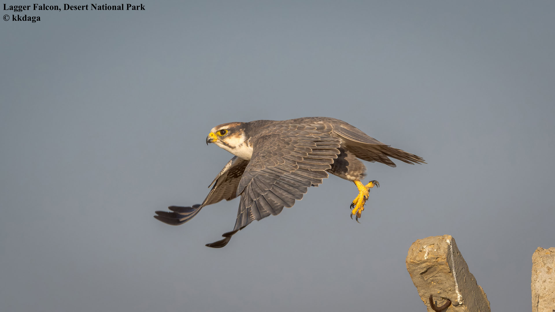 Lagger Falcon