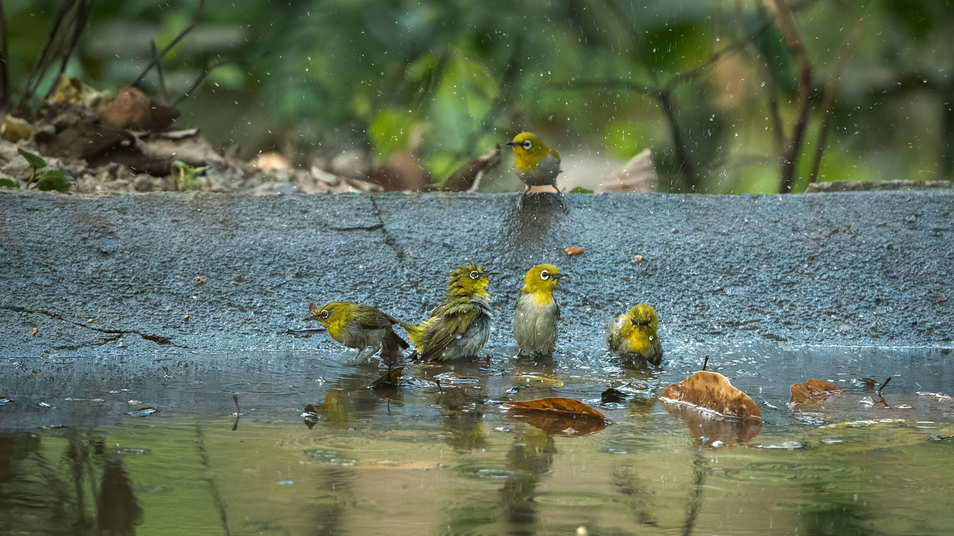 Oriental White Eye